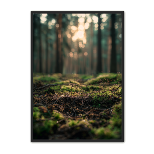 Skov Plakat 5 - Naturplakater