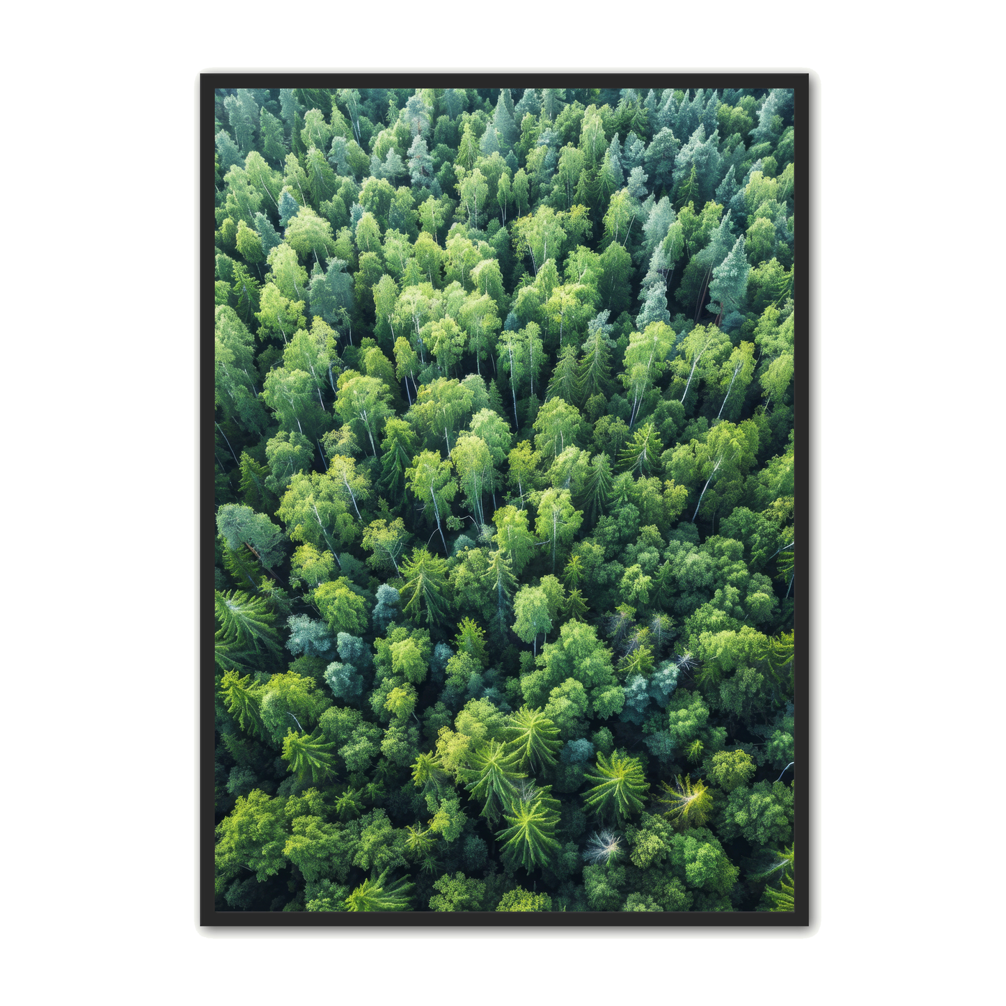 Skov Plakat 8 - Naturplakater