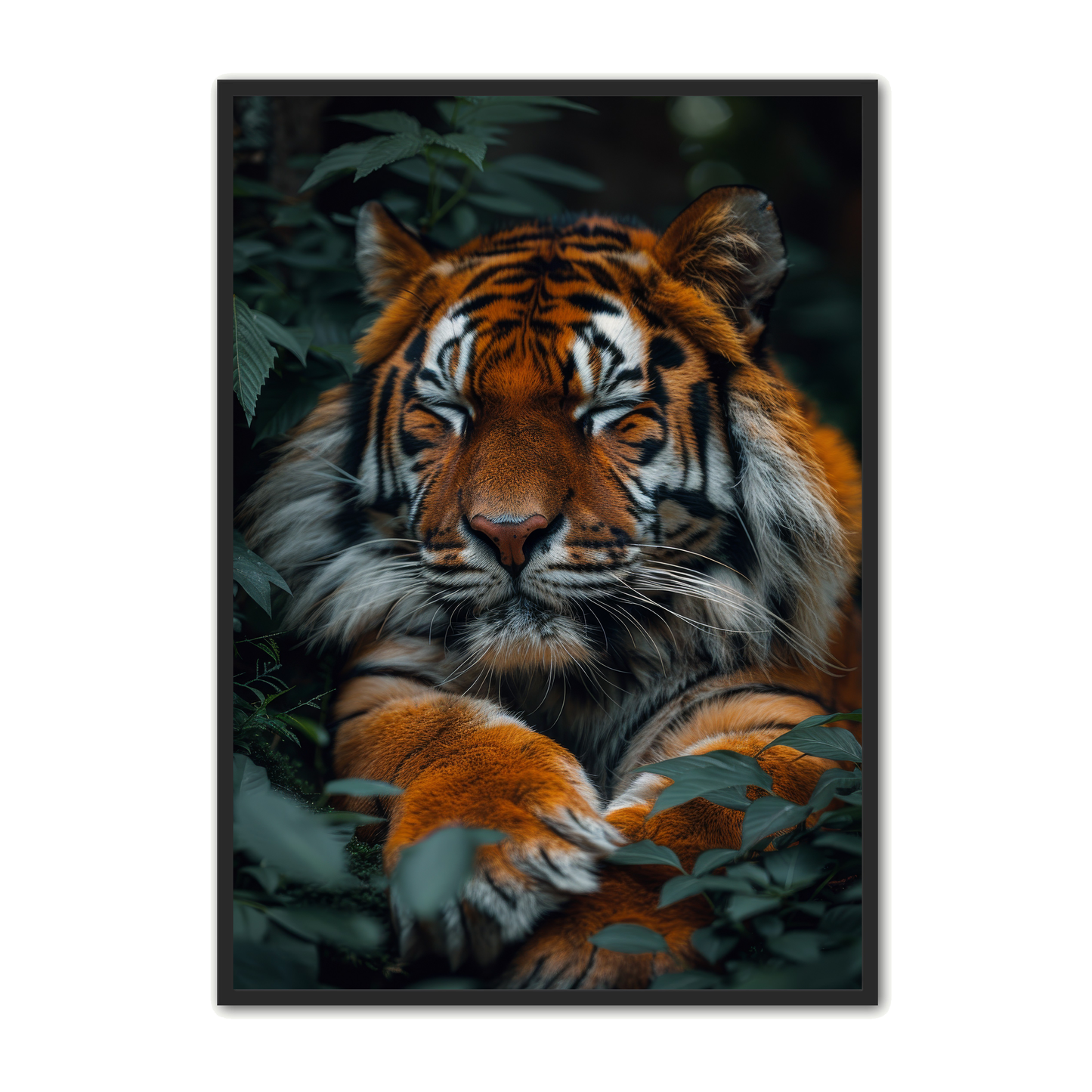 Tiger Plakat 21 - Dyreplakater